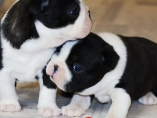 Buy a Boston Terrier Puppy at an Affordable Price, Minnesota (MN)