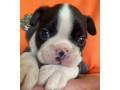 two-female-boston-terrier-puppies-ready-for-sale-in-ca-california-small-2