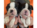 two-female-boston-terrier-puppies-ready-for-sale-in-ca-california-small-0