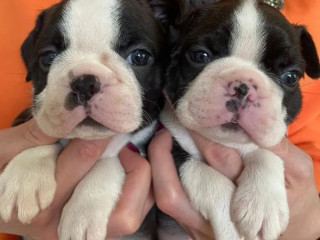 Two Female Boston Terrier Puppies Ready for Sale in CA (California)