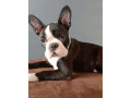 boston-terrier-female-puppy-for-sale-12-weeks-old-ny-new-york-small-0