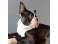 boston-terrier-female-puppy-for-sale-12-weeks-old-ny-new-york-small-2