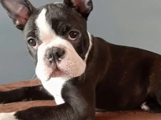 Boston Terrier Female Puppy for Sale, 12 Weeks Old, NY (New York)