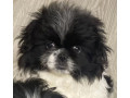 pekingese-female-puppy-for-sale-in-california-ca-small-2