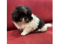 pekingese-female-puppy-for-sale-in-california-ca-small-3