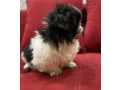 pekingese-female-puppy-for-sale-in-california-ca-small-5