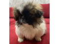 pekingese-female-puppy-for-sale-in-california-ca-small-1