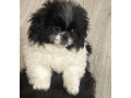 pekingese-female-puppy-for-sale-in-california-ca-small-0