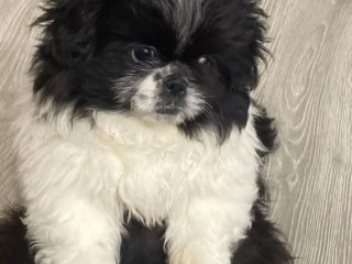 Pekingese Female Puppy for Sale in California (CA)