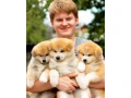 japanese-akita-inu-puppies-for-sale-small-3