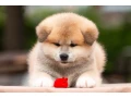 japanese-akita-inu-puppies-for-sale-small-1