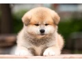 japanese-akita-inu-puppies-for-sale-small-2