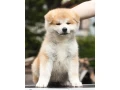 japanese-akita-inu-puppies-for-sale-small-0