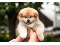 japanese-akita-inu-puppies-for-sale-small-4