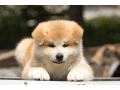 japanese-akita-inu-puppies-for-sale-small-7