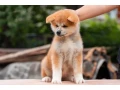 japanese-akita-inu-puppies-for-sale-small-5