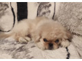 two-pekingese-puppies-for-sale-in-arizona-az-small-3