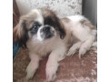 two-pekingese-puppies-for-sale-in-arizona-az-small-1