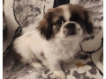 two-pekingese-puppies-for-sale-in-arizona-az-small-4