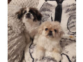 two-pekingese-puppies-for-sale-in-arizona-az-small-0