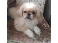 two-pekingese-puppies-for-sale-in-arizona-az-small-5