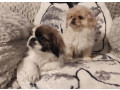 two-pekingese-puppies-for-sale-in-arizona-az-small-2