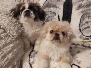 Two Pekingese Puppies for Sale in Arizona (AZ)