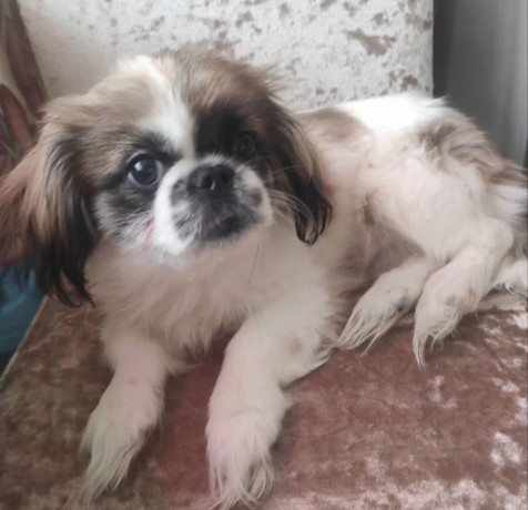 two-pekingese-puppies-for-sale-in-arizona-az-big-1