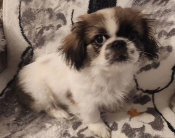 two-pekingese-puppies-for-sale-in-arizona-az-big-4