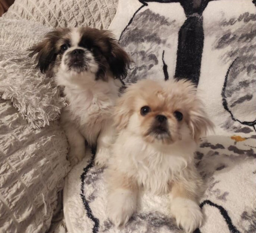 two-pekingese-puppies-for-sale-in-arizona-az-big-0