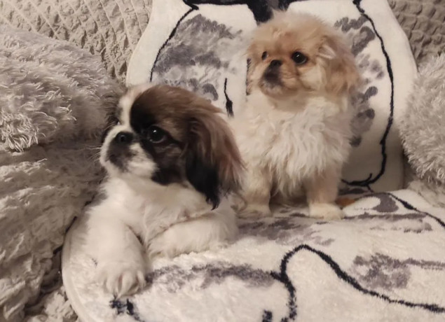 two-pekingese-puppies-for-sale-in-arizona-az-big-2