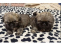 pekingese-puppies-for-sale-in-new-york-ny-small-0