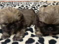 pekingese-puppies-for-sale-in-new-york-ny-small-1