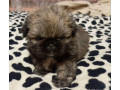 pekingese-puppies-for-sale-in-new-york-ny-small-4