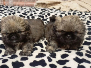 Pekingese Puppies for Sale in New York (NY)