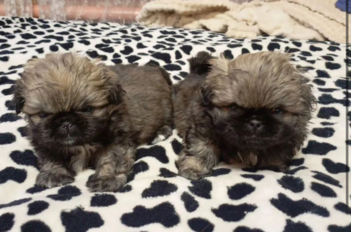 pekingese-puppies-for-sale-in-new-york-ny-big-0