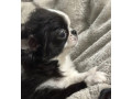 chihuahua-female-puppy-for-sale-in-new-york-ny-small-2