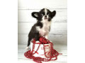 chihuahua-female-puppy-for-sale-in-new-york-ny-small-0