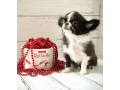 chihuahua-female-puppy-for-sale-in-new-york-ny-small-1