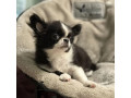 chihuahua-female-puppy-for-sale-in-new-york-ny-small-4