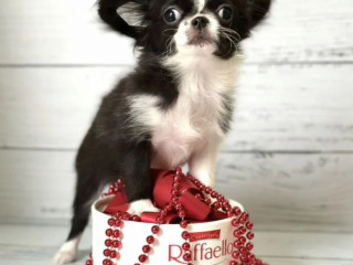 Chihuahua Female Puppy for Sale in New York (NY)