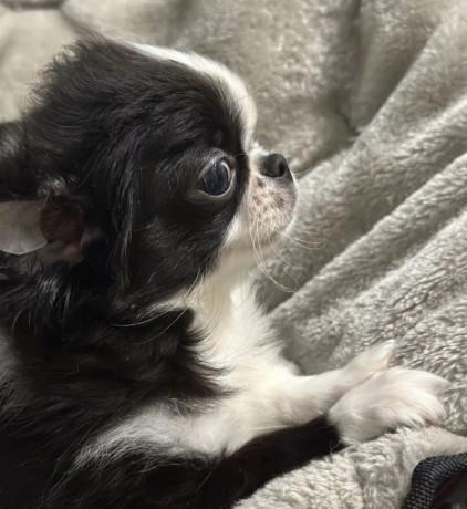 chihuahua-female-puppy-for-sale-in-new-york-ny-big-2