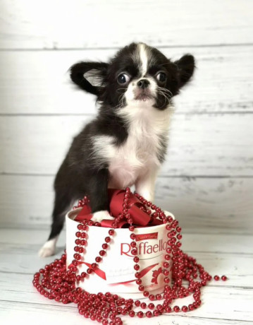 chihuahua-female-puppy-for-sale-in-new-york-ny-big-0