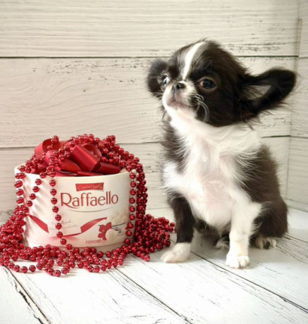 chihuahua-female-puppy-for-sale-in-new-york-ny-big-1