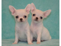 chihuahua-brother-and-sister-looking-for-a-home-in-florida-fl-small-0