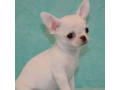 chihuahua-brother-and-sister-looking-for-a-home-in-florida-fl-small-1