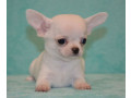 chihuahua-brother-and-sister-looking-for-a-home-in-florida-fl-small-2