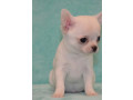 chihuahua-brother-and-sister-looking-for-a-home-in-florida-fl-small-3