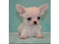 chihuahua-brother-and-sister-looking-for-a-home-in-florida-fl-small-4