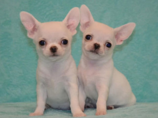 Chihuahua Brother and Sister Looking for a Home in Florida (FL)